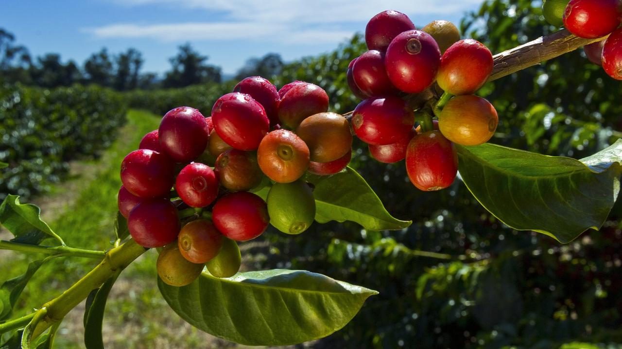 uc davis coffee center arabica genome