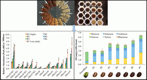 Oligosaccharide Abundance in Arabica Coffee Beans